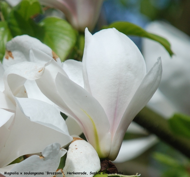 Magnolia x soulangeana 'Brozzonii'