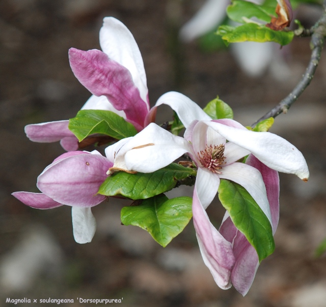 Magnolia x soulangeana 'Dorsopurpurea