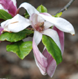 Magnolia x soulangeana 'Dorsopurpurea'