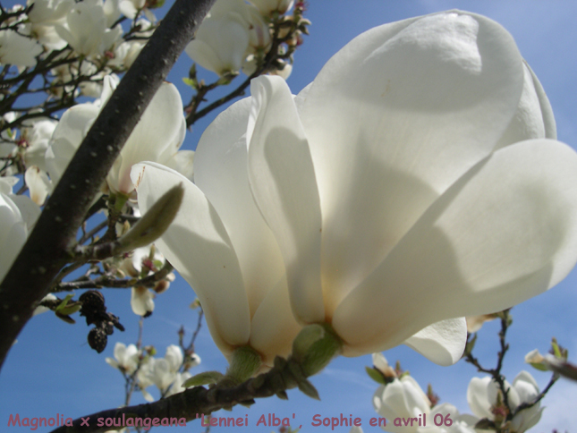 Magnolia x soulangeana 'Lennei Alba'