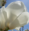 Magnolia x soulangeana 'Lennei Alba'