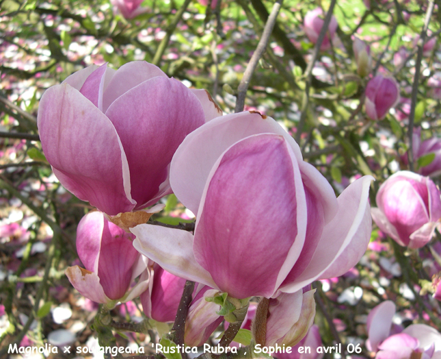 Magnolia x soulangeana 'Rustica Rubra'