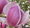 Magnolia x soulangeana 'Rustica Rubra'