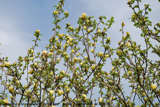 Magnolia x brooklynensis 'Yellow Bird'