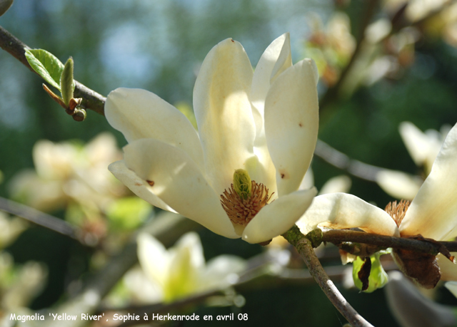 Magnolia 'Yellow River'