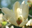 Magnolia 'Yellow River'