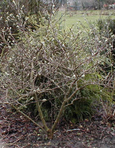 Magnolia stellata