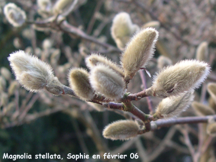 Magnolia stellata