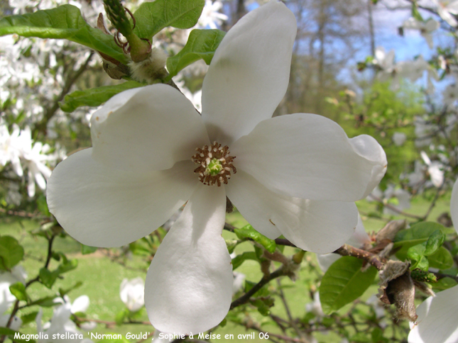 Magnolia kobus 'Norman Gould'