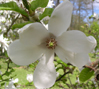 Magnolia kobus 'Norman Gould'