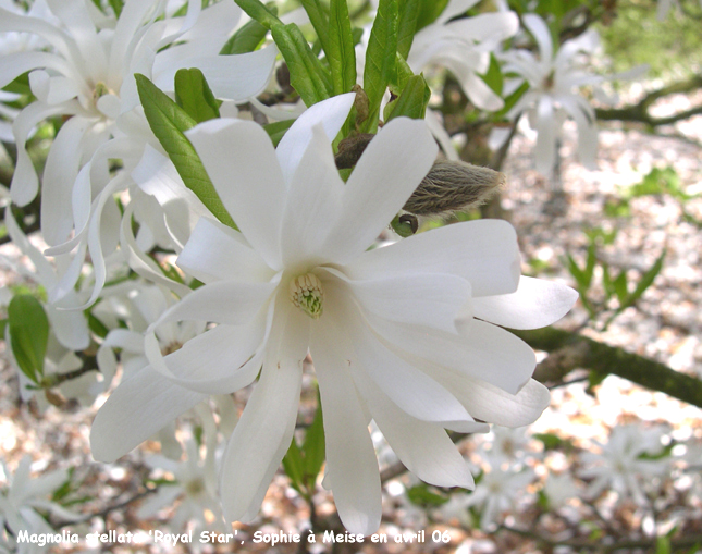 Magnolia stellata 'Royal Star'