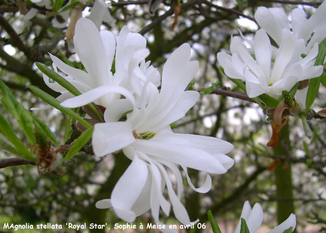 Magnolia stellata 'Royal Star'