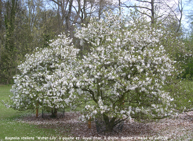 Magnolia stellata 'Royal Star'