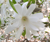 Magnolia stellata 'Royal Star'