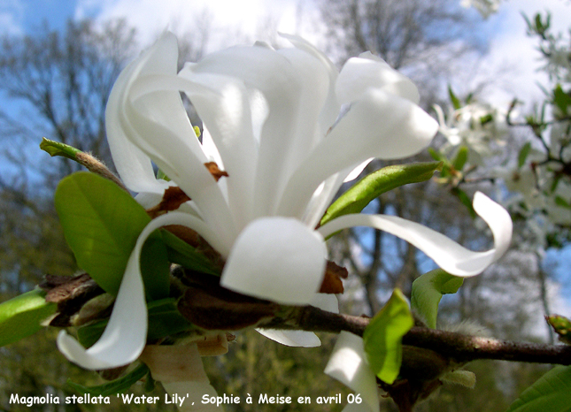 Magnolia stellata 'Waterlily'