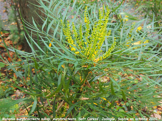 Mahonia eurybracteata subsp. eurybracteata 'Soft Caress'