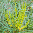 Mahonia eurybracteata 'Soft Caress'