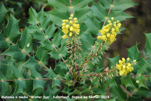 Mahonia x media 'Winter Sun'