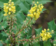 Mahonia x intermedia 'Winter Sun'