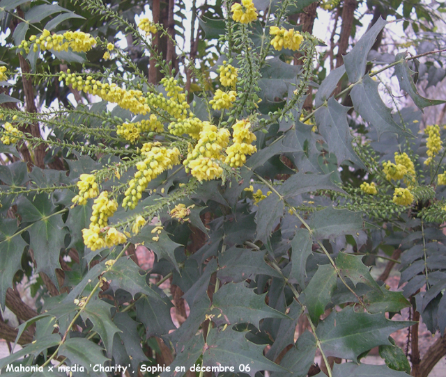 Mahonia x media 'Charity'