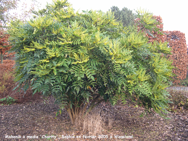 Mahonia x media 'Charity'