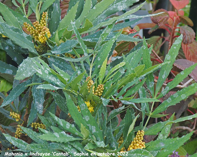 Mahonia x lindsayae 'Cantab'