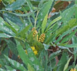 Mahonia x lindsayae 'Cantab'