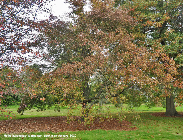 Malus hupehensis