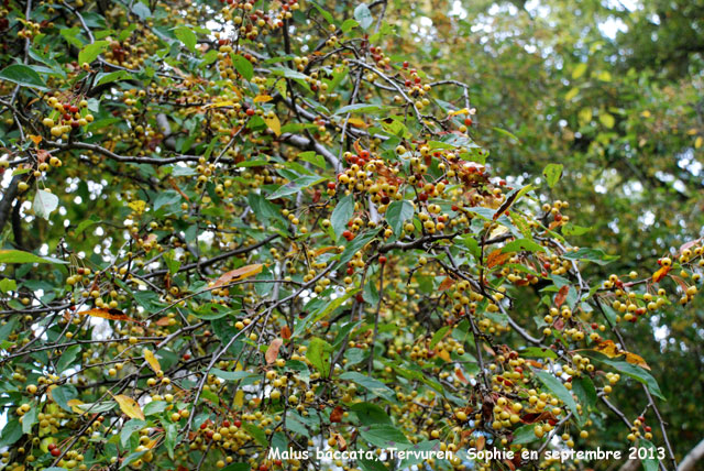 Malus baccata