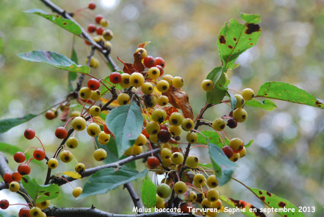 Malus baccata