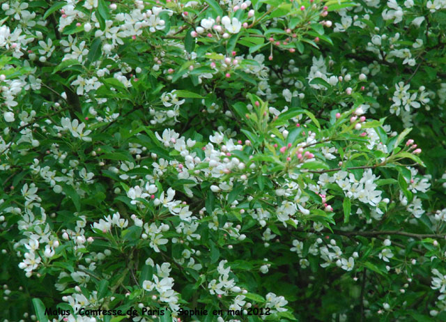 Malus 'Comtesse de Paris'