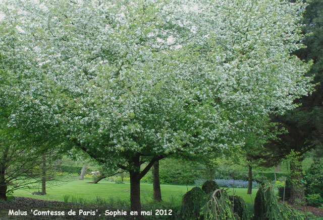 Malus 'Comtesse de Paris'