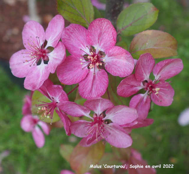 Malus 'Courtarou'