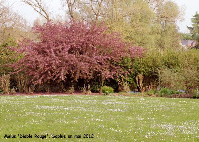 Malus 'Diable Rouge'