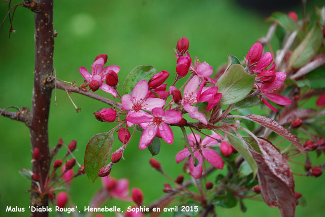 Malus 'Diable Rouge'