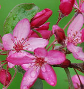 Malus 'Diable Rouge'