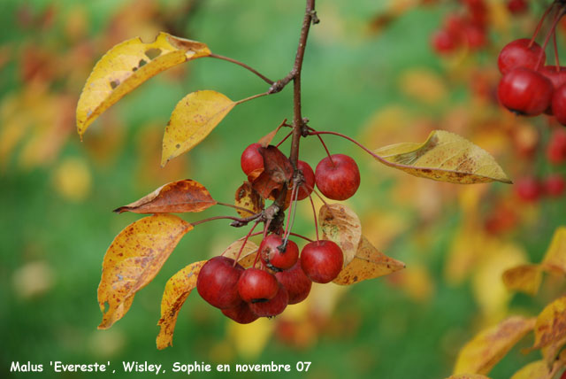 Malus 'Evereste'