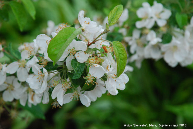 Malus 'Evereste'