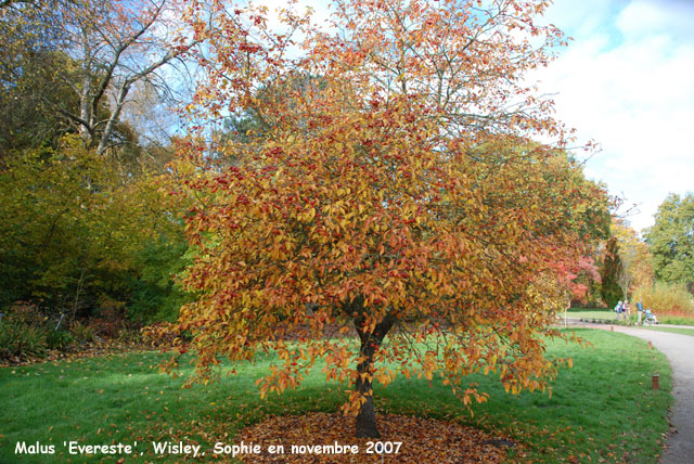 Malus 'Evereste'