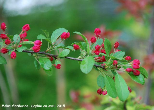 Malus floribunda