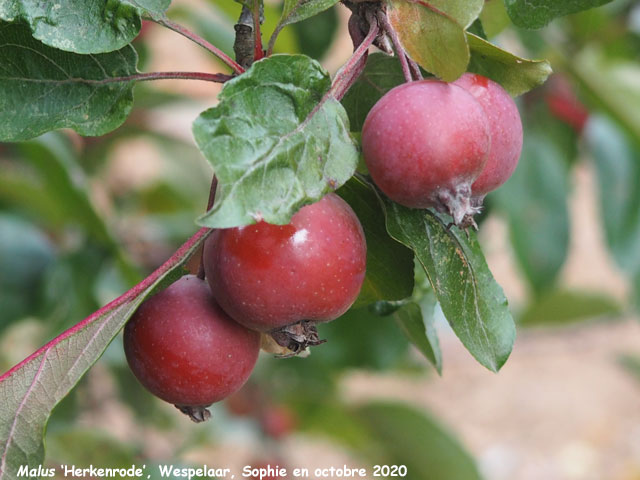 Malus 'Herkenrode'