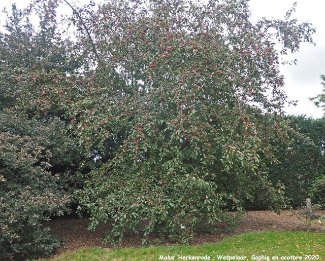 Malus 'Herkenrode'