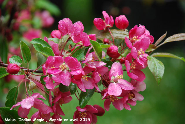 Malus Indian Magic'