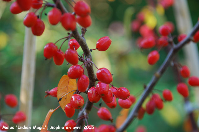 Malus Indian Magic'