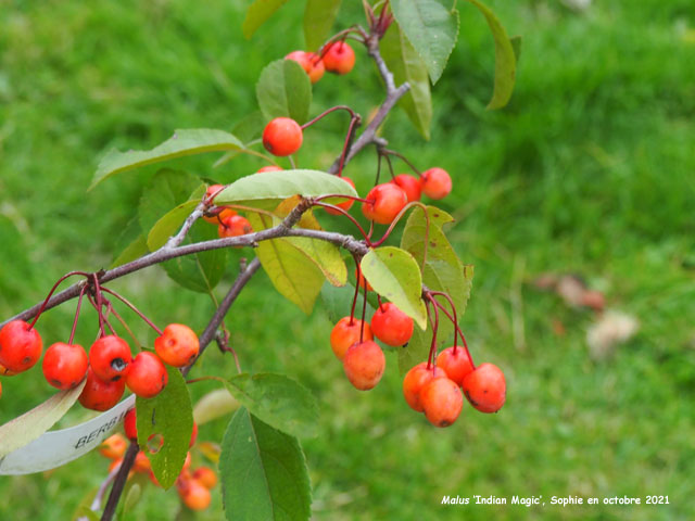Malus Indian Magic'