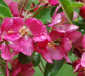 Malus Indian Magic'