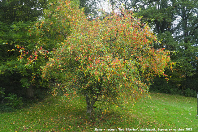 Malus x robusta 'Red Siberian'