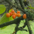 Malis x robusta 'Red Siberian'