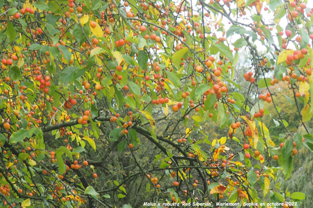 Malus x robusta 'Red Siberian' 