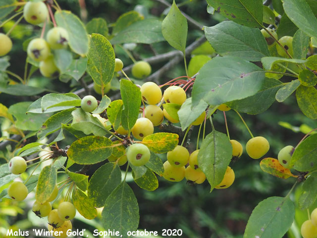 Malus 'Winter Gold'